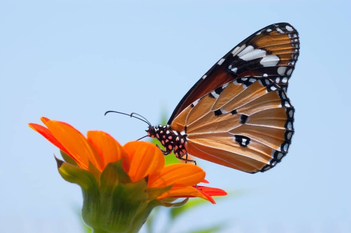 Five Reasons Emotions Are Important Butterfly
