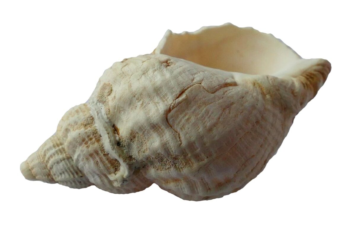 Introversion vs. Social Anxiety: What’s the Difference? Sea-Shell
