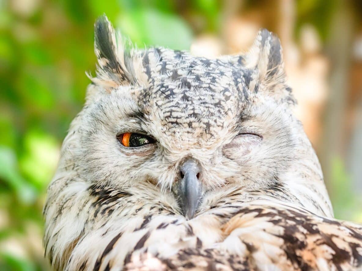 How to Be Kind Without Compromising Your Boundaries Owl-Blinking