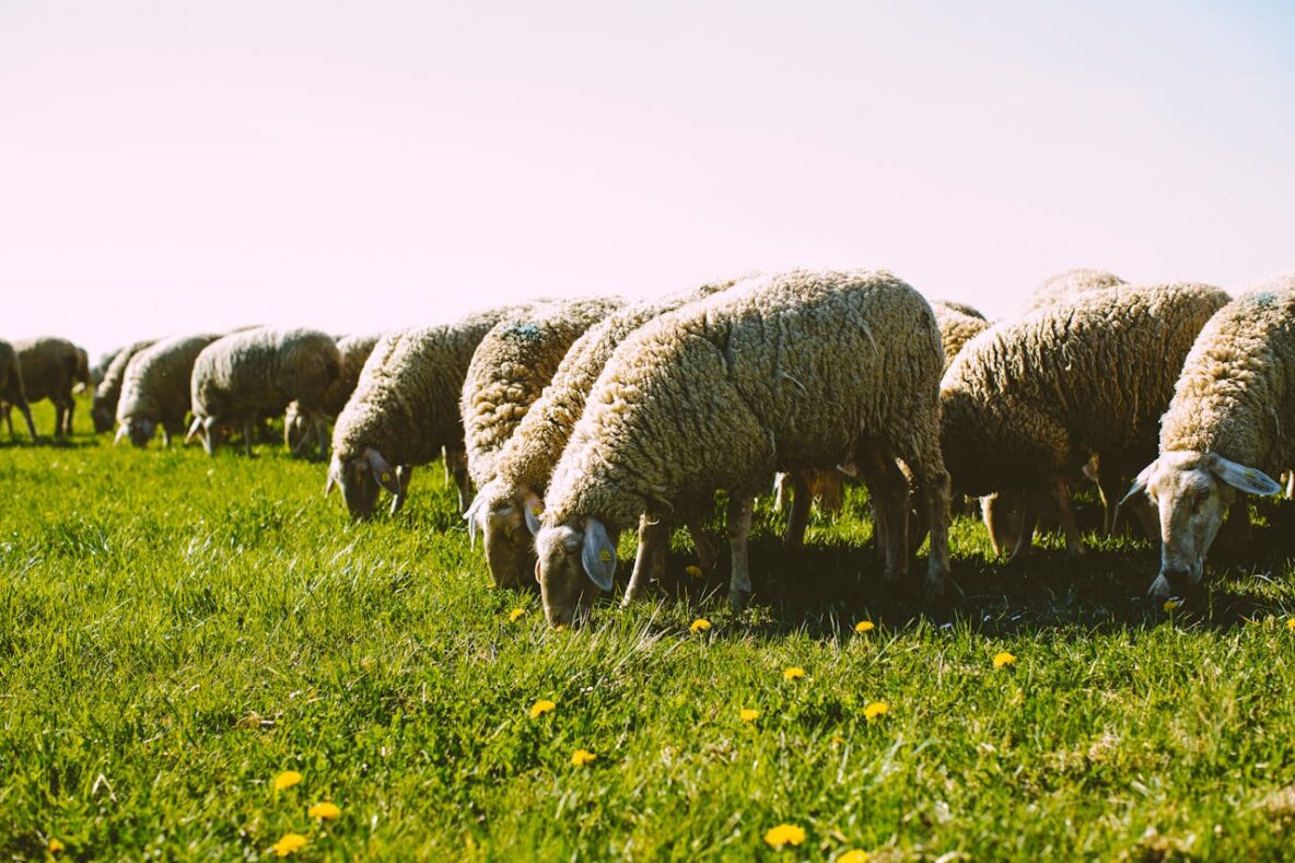 Coping With the Fear of Being Left Out Flock-of-sheep